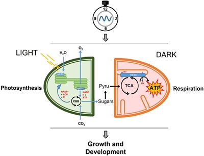 The Arabidopsis Circadian Clock and Metabolic Energy: A Question of Time